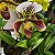 Kit 3 Paphiopedilum Exótico Mudas Variadas (Sapatinho) - Imagem 7