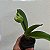 Kit 3 Paphiopedilum Exótico Mudas Variadas (Sapatinho) - Imagem 5