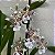 Oncidium Speckled Spire 'Snowflake' (Onc. Rex Van Delden × Onc. aurarium) - Imagem 1