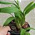 Oncidium Speckled Spire 'Snowflake' (Onc. Rex Van Delden × Onc. aurarium) - Imagem 6