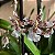 Oncidium Speckled Spire 'Snowflake' (Onc. Rex Van Delden × Onc. aurarium) - Imagem 7