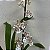 Oncidium Speckled Spire 'Snowflake' (Onc. Rex Van Delden × Onc. aurarium) - Imagem 5