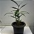 Sobralia liliastrum - Imagem 1