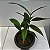 Sobralia liliastrum - Imagem 3