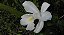 Sobralia liliastrum - Imagem 2