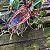 Bulbophyllum Emily Siegerist - Imagem 4