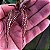 Bulbophyllum Emily Siegerist - Imagem 2