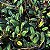 Bulbophyllum Emily Siegerist - Imagem 3