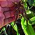 Bulbophyllum Emily Siegerist - Imagem 5