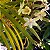 Epidendrum Creme - Imagem 3