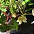 Epidendrum Creme - Imagem 4