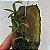 Mediocalcar decoratum - Imagem 2