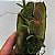 Mediocalcar decoratum - Imagem 5