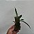 Baptistonia vanessiana - Imagem 2