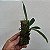 Baptistonia vanessiana - Imagem 5