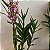Epidendrum revolutum - Imagem 4