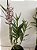 Epidendrum revolutum - Imagem 7