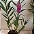 Epidendrum revolutum - Imagem 2