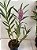 Epidendrum revolutum - Imagem 8