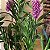 Epidendrum revolutum - Imagem 3