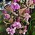 Epidendrum revolutum - Imagem 6
