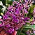Epidendrum revolutum - Imagem 1