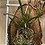 Laelia lundi alba - Imagem 6
