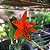Cattleya aurantiaca 'Mishima Spot' - Imagem 1