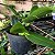 Cattleya aurantiaca 'Mishima Spot' - Imagem 2