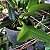 Cattleya aurantiaca 'Mishima Spot' - Imagem 3