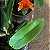 Cattleya aurantiaca 'Mishima Spot' - Imagem 4
