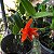 Cattleya aurantiaca 'Mishima Spot' - Imagem 5