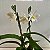 Cattleya híbrida Iwanagara Apple Blossom - Imagem 6