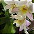 Cattleya híbrida Iwanagara Apple Blossom - Imagem 3
