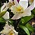 Cattleya híbrida Iwanagara Apple Blossom - Imagem 4