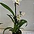Cattleya híbrida Iwanagara Apple Blossom - Imagem 5
