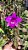 Laelia sincorana - Imagem 1