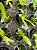 Cochleanthes candida - Imagem 4