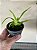 Cochleanthes candida - Imagem 2