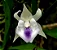 Cochleanthes candida - Imagem 1