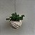Kokedama Suculenta Dedo de moça (Sedum pachyphyllum) - Imagem 7