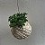 Kokedama Suculenta Dedo de moça (Sedum pachyphyllum) - Imagem 3