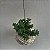 Kokedama Suculenta Dedo de moça (Sedum pachyphyllum) - Imagem 1