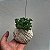 Kokedama Suculenta Dedo de moça (Sedum pachyphyllum) - Imagem 2