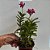 EPIDENDRUM PINK - Imagem 2