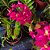 EPIDENDRUM PINK - Imagem 4