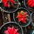 CACTO BOLA VERMELHO GYMNOCALYCIUM MIHANOVICHII - Imagem 2