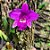 LAELIA SINCORANA - Imagem 1