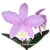 Cattleya harrisoniana tipo - Imagem 3