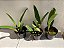 LAELIA PURPURATA (CORES DIVERSAS) - Imagem 4
